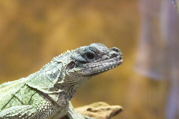 Close up picture from a lizard