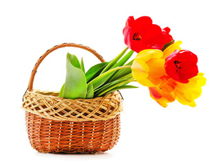 Fototapeta na wymiar Bouquet tulips in a basket.