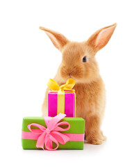One brown rabbit with gifts.