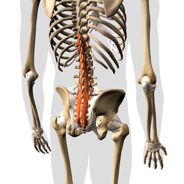 Multifidus Muscle Isolated on the Spinal Column, 3D Rendering