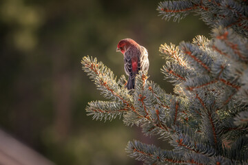Male House Finch (Haemorhous mexicanus) perched in a snowy winter tree.