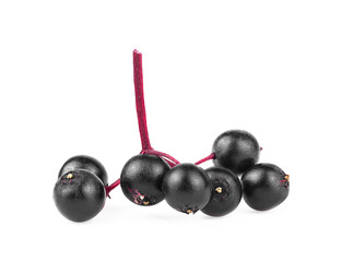 Twig with elderberries on a white background. Black elderberry fresh fruit isolated. Sambucus.