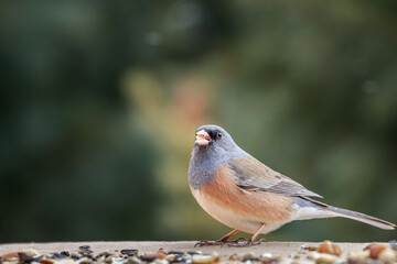 Dark-eyed Junco (Junco hyemalis) - pink-sided type