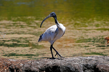 White Ibis, taken Perth, WA.