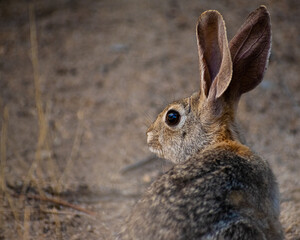 Rabbit in the desert