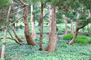 A group of old trees in a woodland setting