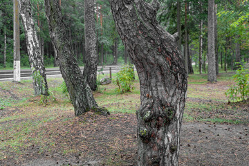 Naklejka premium Footpath in damp pine forest
