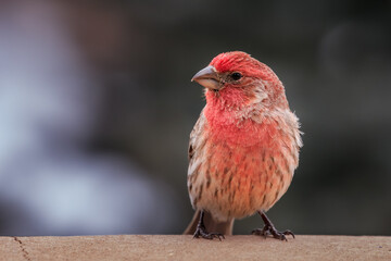 Male House Finch (Haemorhous mexicanus) perched in a snowy winter tree.