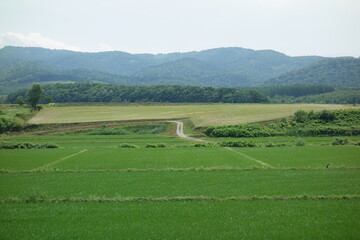Obraz premium 田舎の晴れた日の田んぼと畑