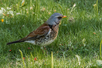 Fieldfare (Turdus pilaris) in park, Central Russia