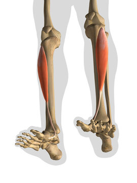Tibialis Anterior Muscle in Isolation on Human Leg Skeleton, 3D Rendering on White