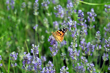 small tortoiseshell (aglais urticae) in a field of lavender