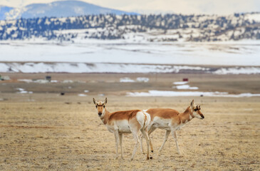 Pronghorn (Antilocapra americana) on the high plains of Colorado