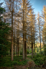 durch Borkenkäfer abgestorbene und abgeholzte Bäume fertig für den Abtransport im Wald vor blauem Himmel