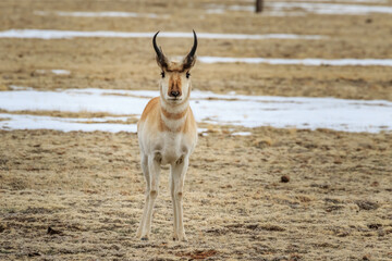 Pronghorn (Antilocapra americana) on the high plains of Colorado