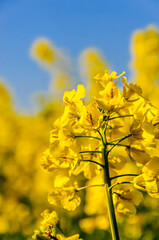 Rapeseed (Brassica napus), also known as rape, oilseed rape. Blooming rapeseed and blue sky in the background.