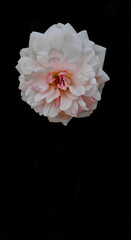 Isolated white rose on black background. Copy space. Vertical shot 