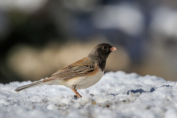 Dark-eyed Junco (Junco hyemalis) - Oregon subspecies
