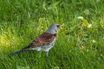 Fieldfare (Turdus pilaris) in park, Central Russia