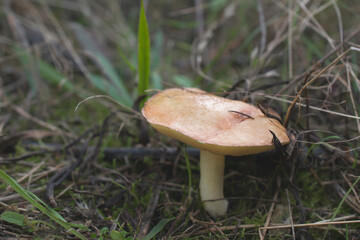 Close-up of a mushroom growing in a forest glade.