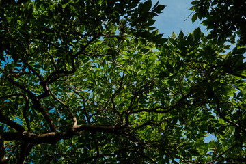 green leaves and sky