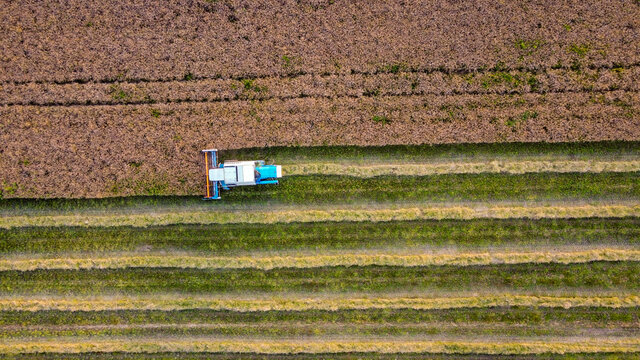 Top View On The Combine Harvester Harvesting A Canola Or Rapeseed Field. Agricultural Machinery Series.