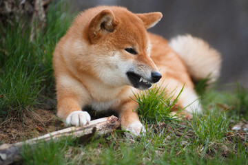Naklejka na ściany i meble Shiba Inu dog shows teeth