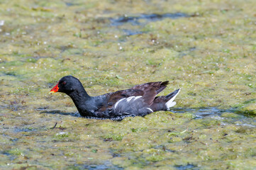 Common Moorhen (Gallinula chloropus) in park, Keil, Schleswig-Holstein, Germany