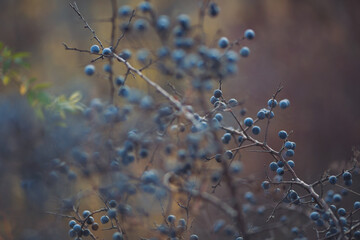 Sloe berries on the branches. Romantic autumn still life with blackthorn or sloes. Wrinkled berries...