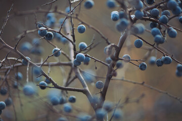 Sloe berries on the branches. Romantic autumn still life with blackthorn or sloes. Wrinkled berries...