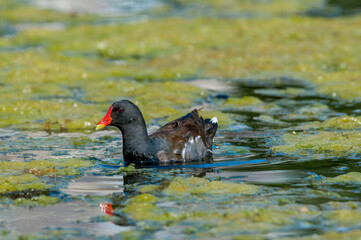 Common Moorhen (Gallinula chloropus) in park, Keil, Schleswig-Holstein, Germany