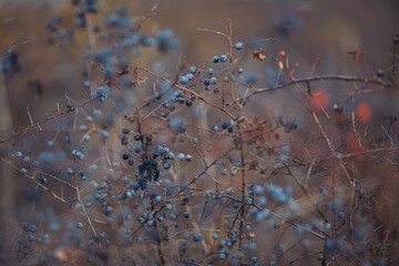 Sloe berries on the branches. Romantic autumn still life with blackthorn or sloes. Wrinkled berries of blackthorn on a bush on late Fall