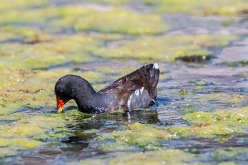 Common Moorhen (Gallinula chloropus) in park, Keil, Schleswig-Holstein, Germany