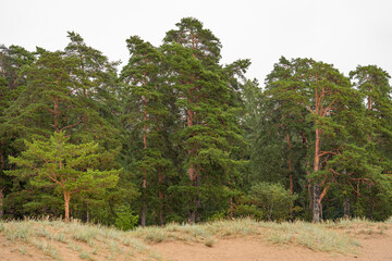 Footpath in damp pine forest