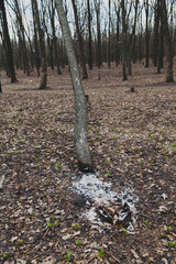 Burnt tree in autumn forest