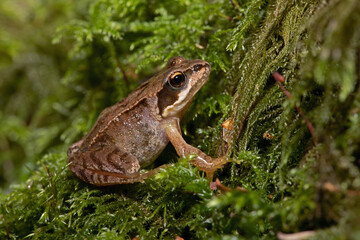 Tiny juvenile Common Frog (Rana temporaria) in deep moss in the centre of a forest