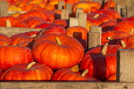 Autumn pumpkins stacked in wooden crates