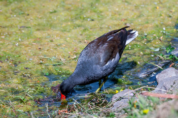 Common Moorhen (Gallinula chloropus) in park, Keil, Schleswig-Holstein, Germany