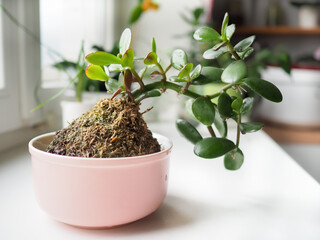 Crassula kokedama in a pink boul