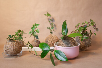 Plants potted in kokedama ball decorated with ropes