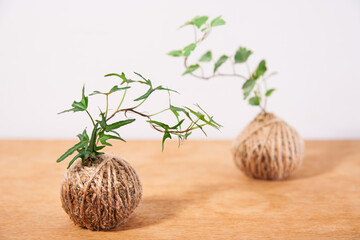 Two kokedama compositions with hedera plants