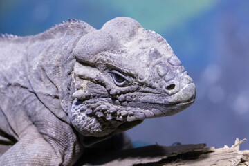 Close up picture from a lizard