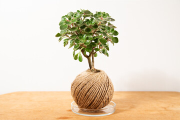 Kokedama composition with hedera plant