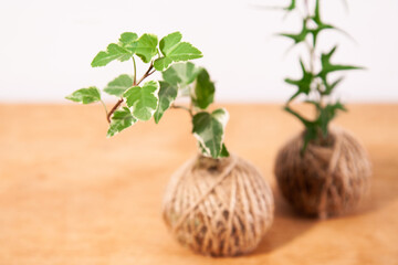 Two kokedama compositions with hedera plants