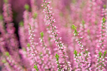 Pink heather flowers in a botanic garden