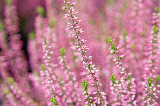 Pink heather flowers in a botanic garden
