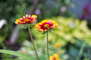 red and yellow flowers