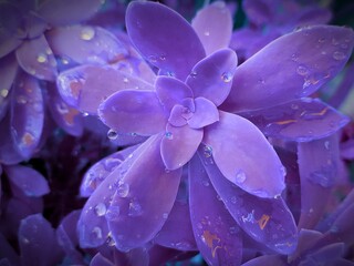 purple and yellow. Echeveria succulent in drops of rain dew. Indigo color filter. close-up. Soft...