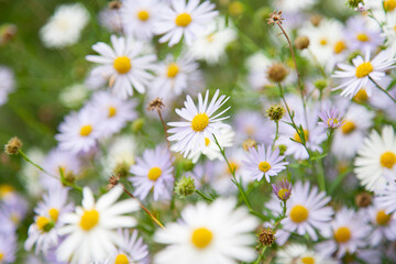 Camomile flowers in botanic garden