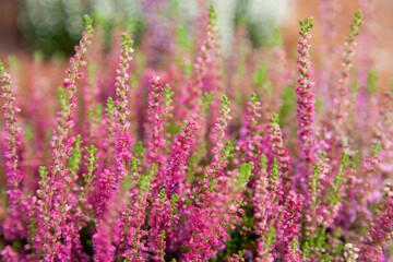 Pink heather flowers in botanic garden